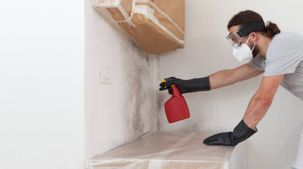 Professional Mold Removal technician working in Englishtown, NJ