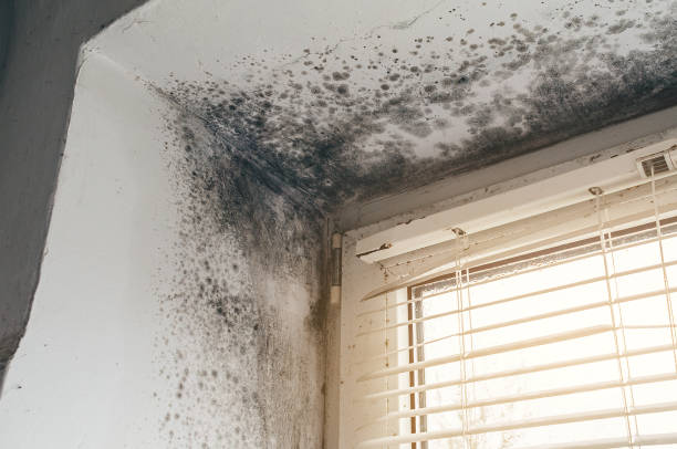 Affordable Mold Removal solutions in Englishtown, NJ